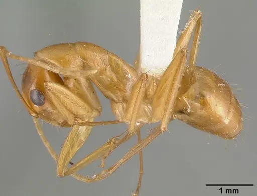 Camponotus variegatus specimen CASTYPE06942-03 image castype06942-03_3