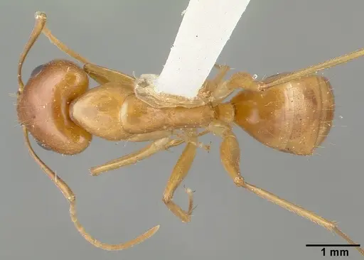 Camponotus variegatus specimen CASTYPE06942-04 image castype06942-04_1