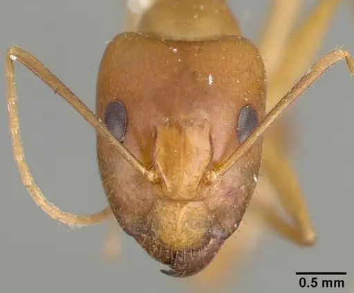 Camponotus variegatus specimen CASTYPE06942-04 image castype06942-04_2