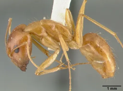 Camponotus variegatus specimen CASTYPE06942-04 image castype06942-04_3