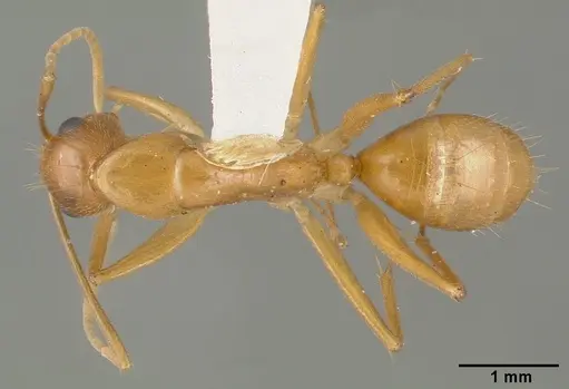 Camponotus variegatus specimen CASTYPE06942-05 image castype06942-05_1