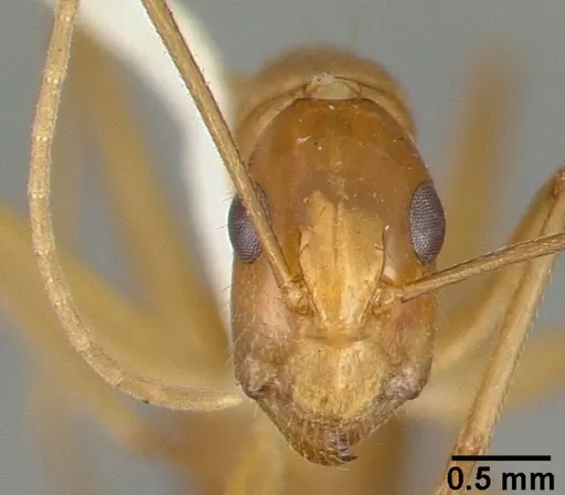 Camponotus variegatus specimen CASTYPE06942-05 image castype06942-05_2