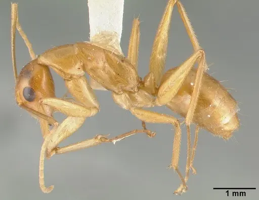 Camponotus variegatus specimen CASTYPE06942-05 image castype06942-05_3