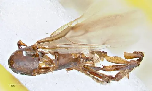 Camponotus variegatus specimen FOCOL2958 image focol2958_1