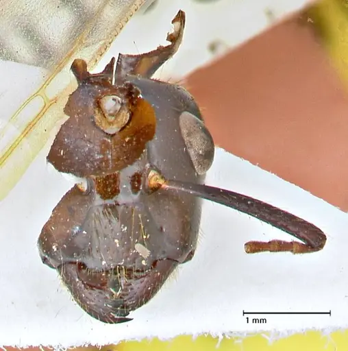 Camponotus variegatus specimen FOCOL2958 image focol2958_2