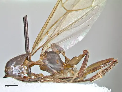 Camponotus variegatus specimen FOCOL2958 image focol2958_3