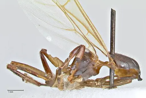 Camponotus variegatus specimen FOCOL2958 image focol2958_4