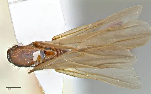 Camponotus variegatus specimen FOCOL2959 image focol2959_1