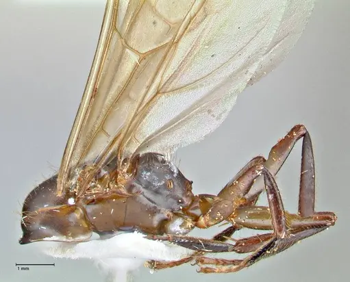 Camponotus variegatus specimen FOCOL2959 image focol2959_2