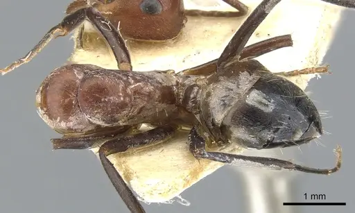 Camponotus varius specimen CASENT0903574 image casent0903574_1