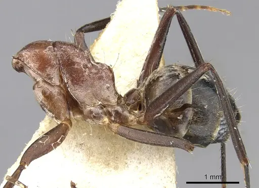 Camponotus varius specimen CASENT0903574 image casent0903574_2