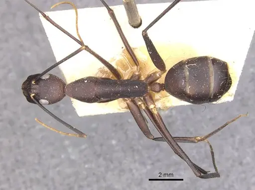 Camponotus varus specimen CASENT0910076 image casent0910076_1