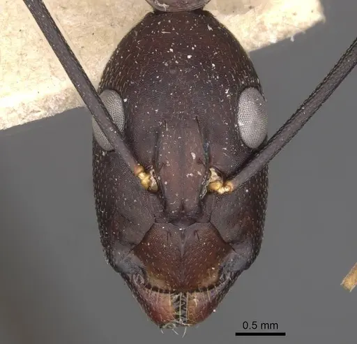 Camponotus varus specimen CASENT0910076 image casent0910076_2