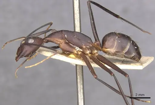 Camponotus varus specimen CASENT0910076 image casent0910076_3