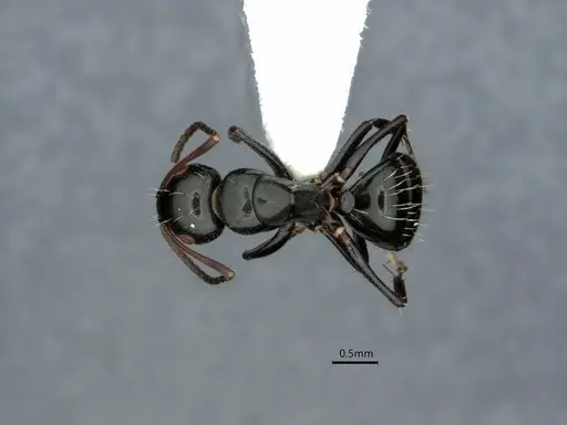 Camponotus verae specimen CASENT0882055 image casent0882055_1