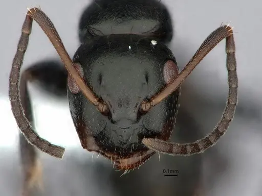 Camponotus verae specimen CASENT0882055 image casent0882055_2