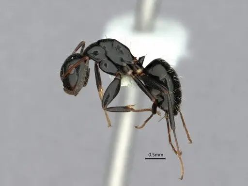 Camponotus verae specimen CASENT0882055 image casent0882055_3