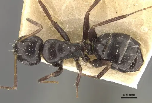 Camponotus verae specimen CASENT0910640 image casent0910640_1