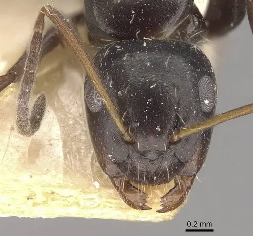 Camponotus verae specimen CASENT0910640 image casent0910640_2