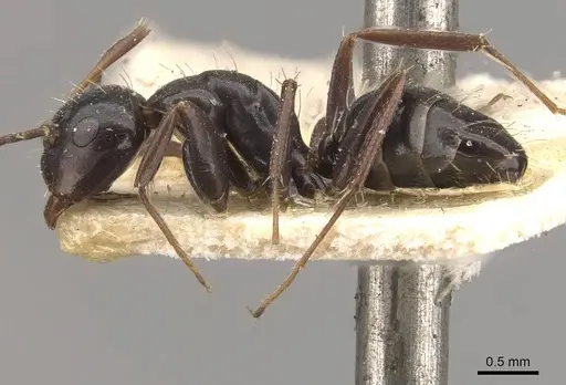 Camponotus verae specimen CASENT0910640 image casent0910640_3
