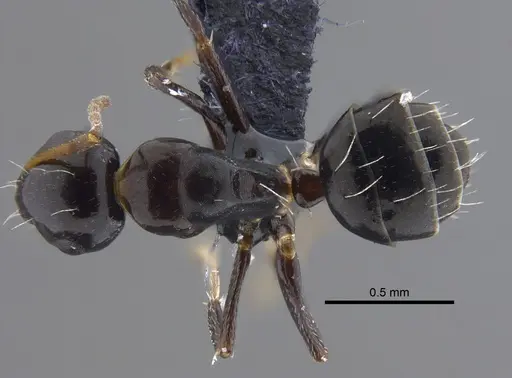 Camponotus verae specimen CBUMAGENT41797 image cbumagent41797_1