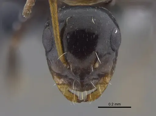 Camponotus verae specimen CBUMAGENT41797 image cbumagent41797_2