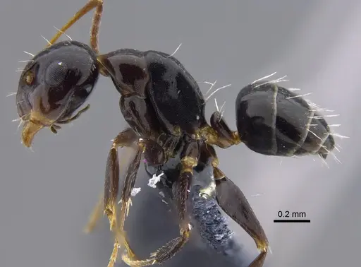 Camponotus verae specimen CBUMAGENT41797 image cbumagent41797_3