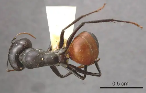Camponotus versicolor specimen ANTWEB1008153 image antweb1008153_1
