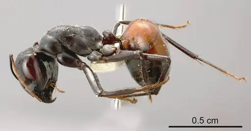 Camponotus versicolor specimen ANTWEB1008153 image antweb1008153_2