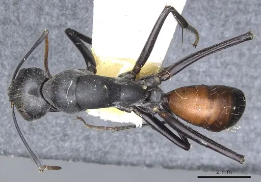 Camponotus versicolor specimen CASENT0903549 image casent0903549_1