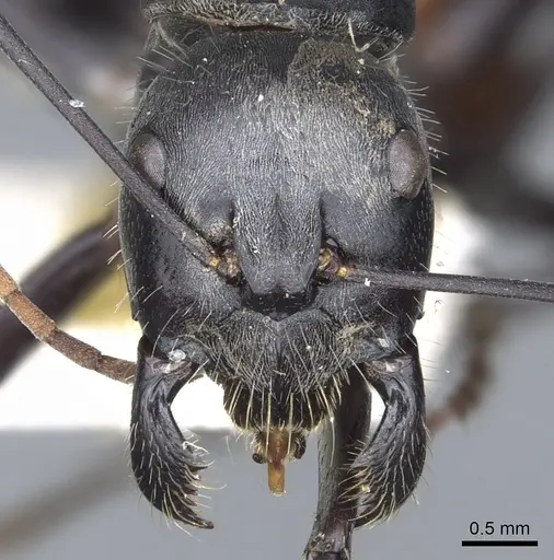 Camponotus versicolor specimen CASENT0903549 image casent0903549_2