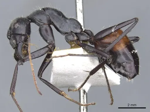 Camponotus versicolor specimen CASENT0903549 image casent0903549_3