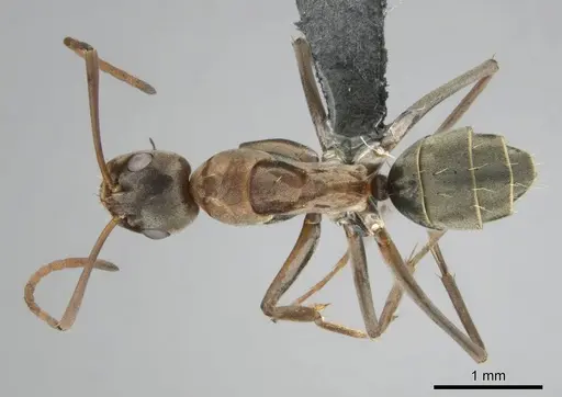 Camponotus vestitus specimen CASENT0252817 image casent0252817_1
