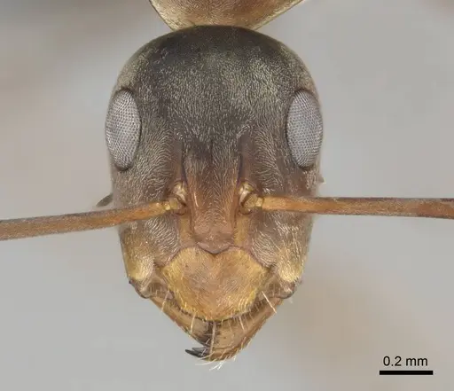 Camponotus vestitus specimen CASENT0252817 image casent0252817_3