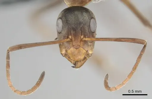 Camponotus vestitus specimen CASENT0252817 image casent0252817_4