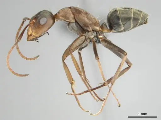 Camponotus vestitus specimen CASENT0252817 image casent0252817_5