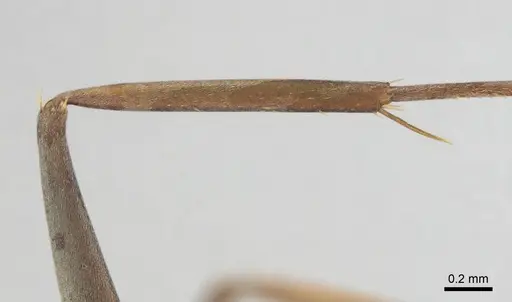 Camponotus vestitus specimen CASENT0252817 image casent0252817_6