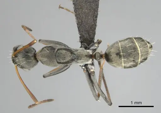 Camponotus vestitus specimen CASENT0257133 image casent0257133_1