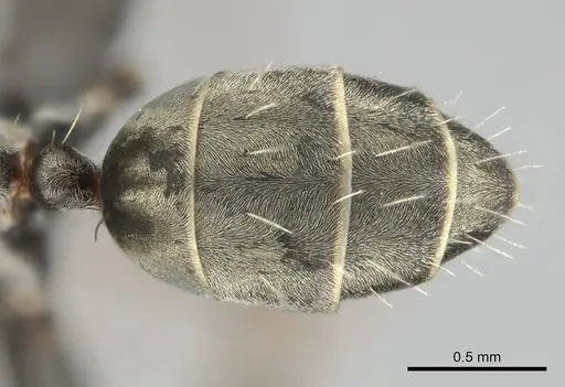 Camponotus vestitus specimen CASENT0257133 image casent0257133_2