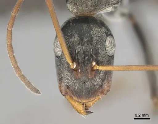 Camponotus vestitus specimen CASENT0257133 image casent0257133_3