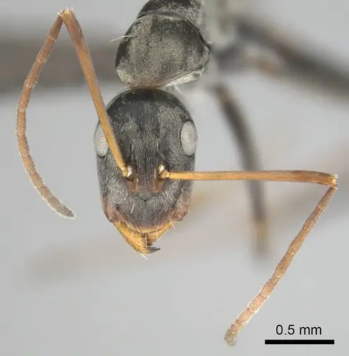 Camponotus vestitus specimen CASENT0257133 image casent0257133_4