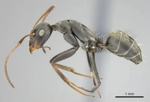 Camponotus vestitus specimen CASENT0257133 image casent0257133_5