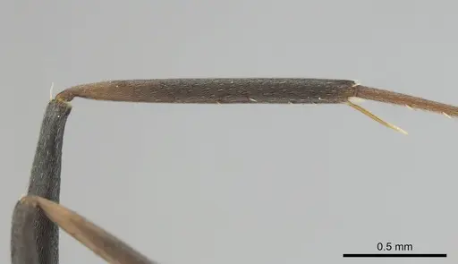 Camponotus vestitus specimen CASENT0257133 image casent0257133_6