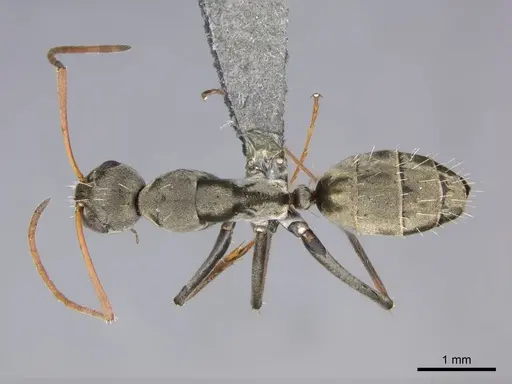 Camponotus vestitus specimen CASENT0257260 image casent0257260_1