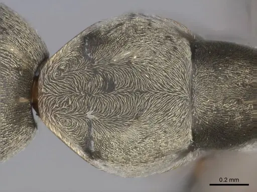 Camponotus vestitus specimen CASENT0257260 image casent0257260_2