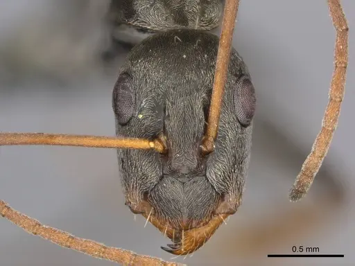 Camponotus vestitus specimen CASENT0257260 image casent0257260_3