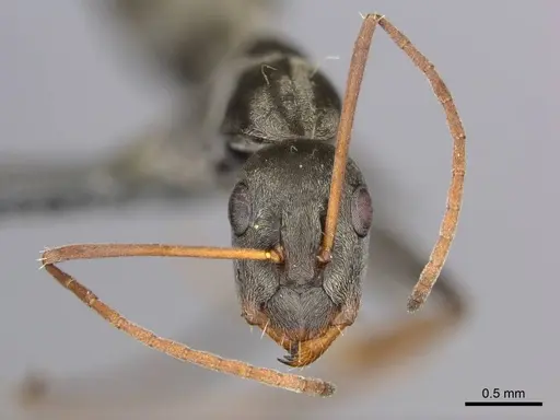 Camponotus vestitus specimen CASENT0257260 image casent0257260_4