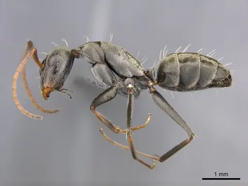 Camponotus vestitus specimen CASENT0257260 image casent0257260_5