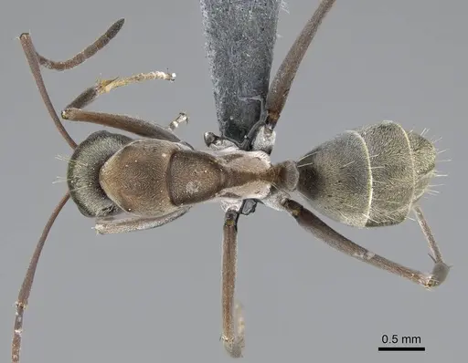 Camponotus vestitus specimen CASENT0785805 image casent0785805_1