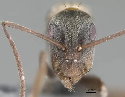 Camponotus vestitus specimen CASENT0785805 image casent0785805_2